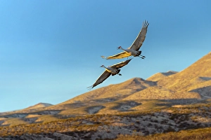 Images Dated 17th January 2024: Sandhill cranes in flight formation