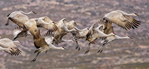 Images Dated 17th January 2024: Sandhill cranes in flight formation