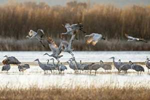Images Dated 19th November 2014: Sandhill Cranes take flight, Grus canadensis, Boseque del Apache, NWR, New Mexico