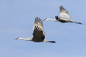 Images Dated 20th November 2014: Sandhill Cranes in flight, Grus canadensis, Bosque del Apache NWR