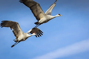 Images Dated 20th November 2014: Sandhill Cranes in flight, Grus canadensis, Bosque del Apache NWR