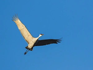 Images Dated 21st November 2014: Sandhill Cranes in flight, Grus canadensis, Bosque del Apache NWR, NM