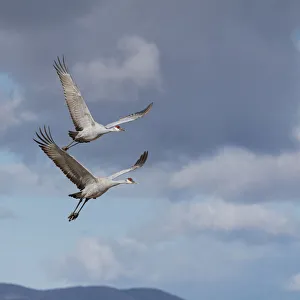 Sandhill cranes in flight, Grus canadensis, Bosque del Apache National Wildlife Refuge