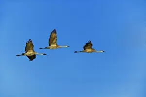 Images Dated 17th November 2006: Sandhill Cranes in flight, Grus canadensis, Bosque del Apache National Wildlife Refuge