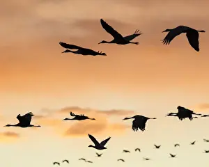Images Dated 21st November 2014: Sandhill Cranes in flight at sunset, Bosque del Apache NWR, NM