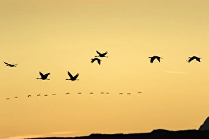 Images Dated 21st November 2014: Sandhill Cranes in flight at sunset, Bosque del Apache NWR, NM