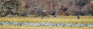 Larry Richardson Prints: Sandhill cranes fly in to join a group already gleaning an ag field of seeds and bugs