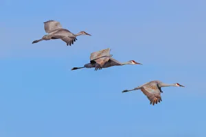 Migrating Prints: Sandhill cranes flying. Bosque del Apache National Wildlife Refuge, New Mexico