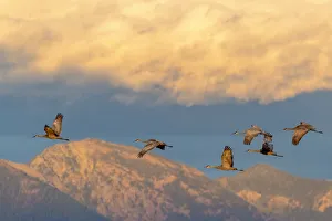 Whitefish Prints: Sandhill cranes flying in the Flathead Valley, Montana, USA