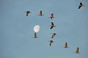 Images Dated 5th January 2024: Sandhill cranes flying in Nebraska during spring migration