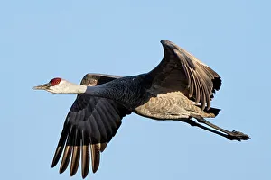 Images Dated 5th January 2024: Sandhill cranes flying in Nebraska during spring migration
