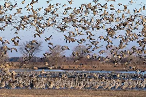 Images Dated 5th January 2024: Sandhill cranes flying in Nebraska during spring migration