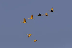 Migrating Prints: Sandhill cranes flying at sunrise. Bosque del Apache National Wildlife Refuge, New Mexico