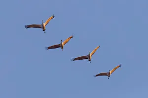 Sandhill cranes flying at sunrise. Bosque del Apache National Wildlife Refuge, New Mexico