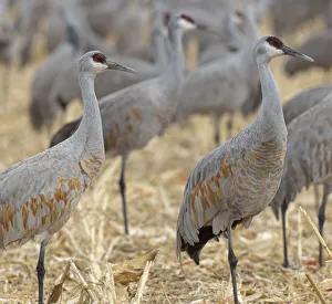 Sandhill Cranes gathered, in the corn fields of Bernardo Wildlife Area