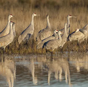 Images Dated 18th November 2015: Sandhill cranes gathering before morning liftoff to feed, Grus canadensis, Bosque