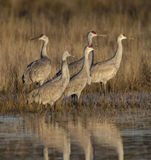 Central Flyway Prints: Sandhill cranes gathering before morning liftoff to feed, Grus canadensis, Bosque