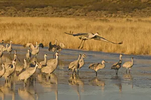 Images Dated 11th January 2009: Sandhill cranes, grus canadensis, prepare to take flight from a farm pond at sunrise