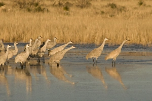 Images Dated 11th January 2009: Sandhill cranes, grus canadensis, prepare to take flight from a farm pond at sunrise