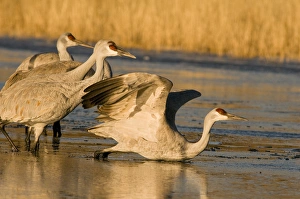 Images Dated 11th January 2009: Sandhill cranes, grus canadensis, prepare to take flight from a farm pond at sunrise