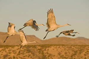 Images Dated 12th January 2009: Sandhill cranes, grus canadensis, take flight from a farm pond in early morning