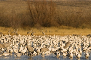 Images Dated 12th January 2009: Sandhill cranes, Grus canadensis, and snow geese, Chen caerulescens, take refuge