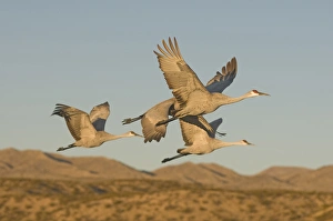 Sandhill cranes, grus canadensis, take flight from a farm pond in early morning