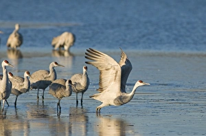 Sandhill cranes, grus canadensis, prepare to take flight from a farm pond at sunrise