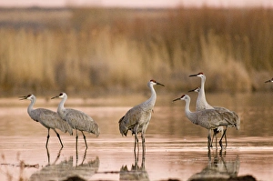 Sandhill cranes, Grus canadensis, wintering in New Mexico, take refuge from predators