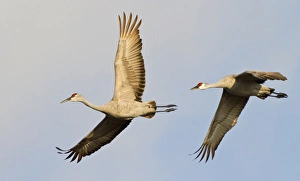 Images Dated 17th March 2012: Sandhill cranes (Grus canadensis), Platte river, Nebraska