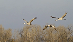 Images Dated 17th March 2012: Sandhill cranes (Grus canadensis), Platte river, Nebraska
