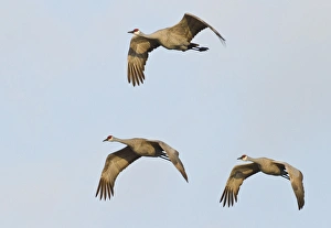 Images Dated 17th March 2012: Sandhill cranes (Grus canadensis), Platte river, Nebraska