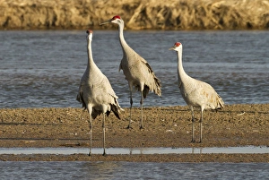 Images Dated 17th March 2012: Sandhill cranes (Grus canadensis), Platte river, Nebraska