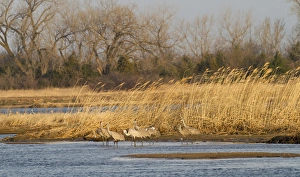 Images Dated 17th March 2012: Sandhill cranes (Grus canadensis), Platte river, Nebraska
