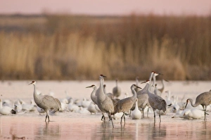 Images Dated 12th January 2009: Sandhill cranes, Grus canadensis
