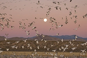 Images Dated 11th January 2009: Sandhill cranes, Grus canadensis, and snow geese, Chen caerulescens, take refuge