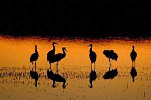 Images Dated 13th January 2009: Sandhill cranes, Grus canadensis, wintering in New Mexico, take shelter from coyotes