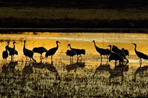 Sandhill Cranes (Grus canadensis) flock at roost in shallow marsh near the Rio Grande