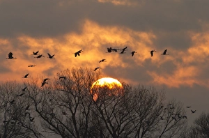 Images Dated 17th March 2012: Sandhill cranes (Grus canadensis) flying at dawn, Platte river, Nebraska