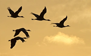 Images Dated 17th March 2012: Sandhill cranes (Grus canadensis) flying at dawn, Platte river, Nebraska