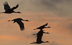 Images Dated 17th March 2012: Sandhill cranes (Grus canadensis) flying at dawn, Platte river, Nebraska