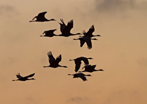 Images Dated 17th March 2012: Sandhill cranes (Grus canadensis) flying at dawn, Platte river, Nebraska