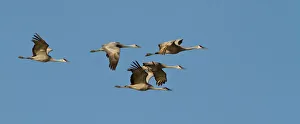 Sandhill cranes (Grus canadensis) flying at dusk, Platte river, Nebraska