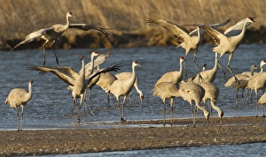 Migration Prints: Sandhill cranes (Grus canadensis) flying at dusk, Platte river, Nebraska