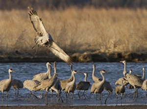 Images Dated 17th March 2012: Sandhill cranes (Grus canadensis) flying at dusk, Platte river, Nebraska
