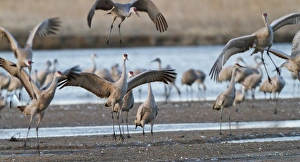 Images Dated 17th March 2012: Sandhill cranes (Grus canadensis) flying at dusk, Platte river, Nebraska