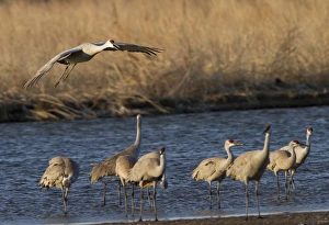 Images Dated 17th March 2012: Sandhill cranes (Grus canadensis) flying at dusk, Platte river, Nebraska