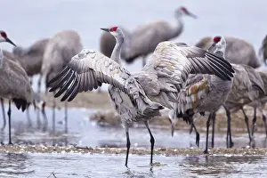 Dance Prints: Sandhill cranes (Grus Canadensis) on the Platte River during spring migration near Kearney