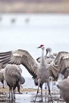 Images Dated 28th March 2011: Sandhill cranes (Grus Canadensis) on the Platte River during spring migration near Kearney