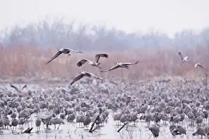Sandhill cranes (Grus Canadensis) on the Platte River during spring migration near Kearney